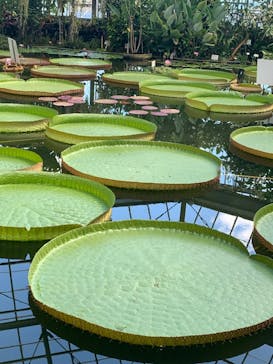 熱川バナナワニ園に投稿された画像（2023/9/19）