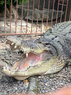 熱川バナナワニ園に投稿された画像（2023/9/19）