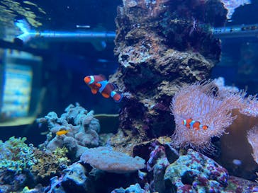 鴨川シーワールドに投稿された画像（2023/9/19）