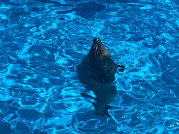 鴨川シーワールドに投稿された画像（2023/9/19）