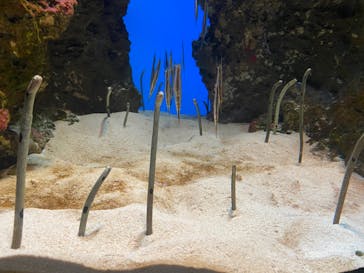 鴨川シーワールドに投稿された画像（2023/9/19）