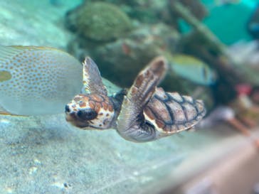 鴨川シーワールドに投稿された画像（2023/9/19）