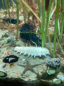 名古屋港水族館に投稿された画像（2023/9/19）
