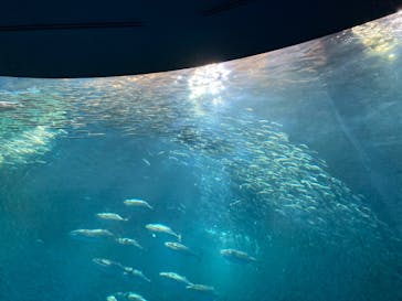 名古屋港水族館に投稿された画像（2023/9/19）