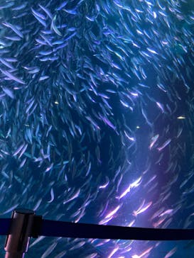 名古屋港水族館に投稿された画像（2023/9/19）