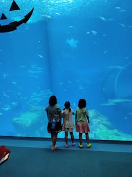 アクアワールド茨城県大洗水族館に投稿された画像（2023/9/19）