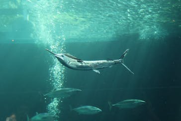 環境水族館アクアマリンふくしまに投稿された画像（2023/9/19）