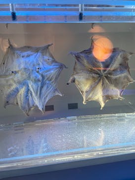 名古屋港水族館に投稿された画像（2023/9/19）