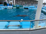 名古屋港水族館に投稿された画像（2023/9/19）
