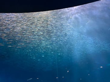 名古屋港水族館に投稿された画像（2023/9/19）