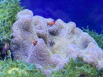 名古屋港水族館に投稿された画像（2023/9/19）