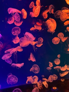 名古屋港水族館に投稿された画像（2023/9/19）