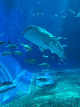 沖縄美ら海水族館に投稿された画像（2023/9/19）