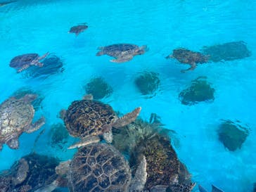 沖縄美ら海水族館に投稿された画像（2023/9/19）