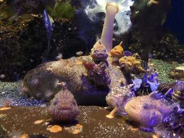 新江ノ島水族館に投稿された画像（2023/9/19）