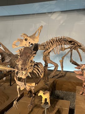 福井県立恐竜博物館に投稿された画像（2023/9/19）