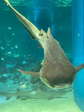 マクセル アクアパーク品川に投稿された画像（2023/9/19）