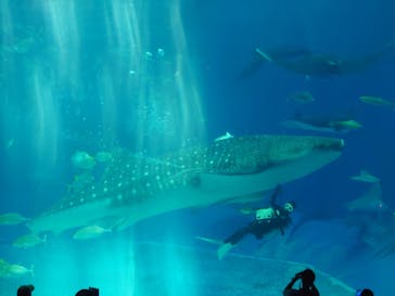沖縄美ら海水族館に投稿された画像（2023/9/19）