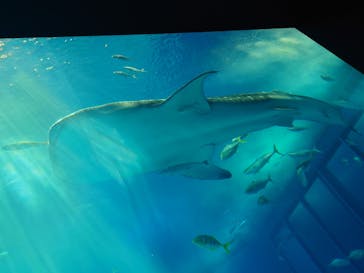 沖縄美ら海水族館に投稿された画像（2023/9/19）