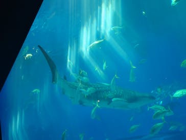 沖縄美ら海水族館に投稿された画像（2023/9/19）