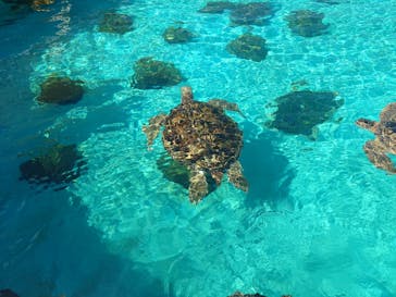 沖縄美ら海水族館に投稿された画像（2023/9/19）
