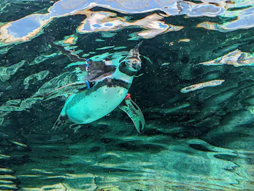 天王寺動物園に投稿された画像（2023/9/19）
