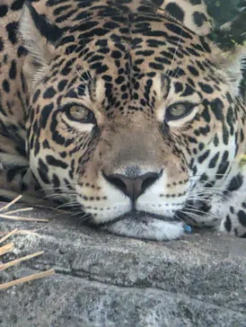 天王寺動物園に投稿された画像（2023/9/19）