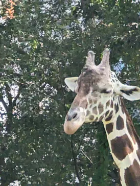 天王寺動物園に投稿された画像（2023/9/19）