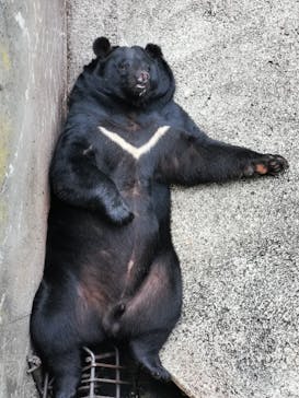 奥飛騨クマ牧場に投稿された画像（2023/9/19）