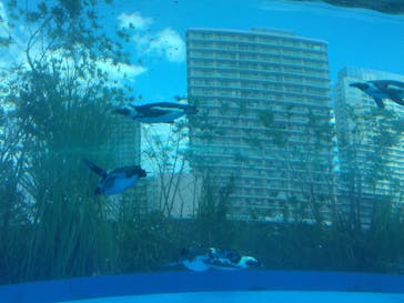 サンシャイン水族館に投稿された画像（2023/9/19）