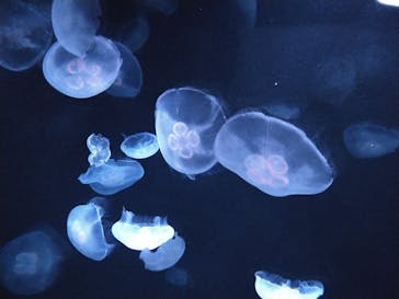サンシャイン水族館に投稿された画像（2023/9/19）