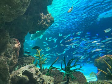 サンシャイン水族館に投稿された画像（2023/9/19）