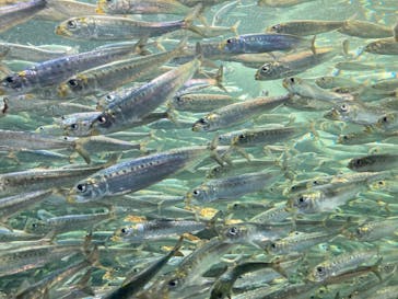 サンシャイン水族館に投稿された画像（2023/9/19）