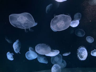 サンシャイン水族館に投稿された画像（2023/9/19）