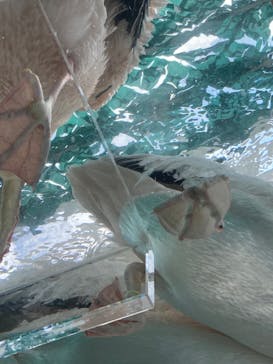 サンシャイン水族館に投稿された画像（2023/9/19）