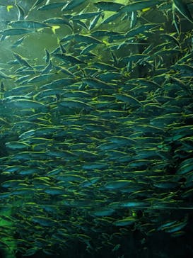 登別マリンパークニクスに投稿された画像（2023/9/19）