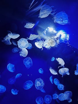 サンシャイン水族館に投稿された画像（2023/9/19）