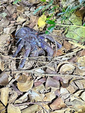 宮古島 ADVENTURE PiPi（ミヤコジマ アドベンチャー ピピ）に投稿された画像（2023/9/19）