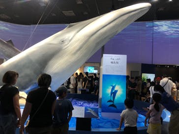 特別展「海　―生命のみなもと―」（国立科学博物館）に投稿された画像（2023/9/18）