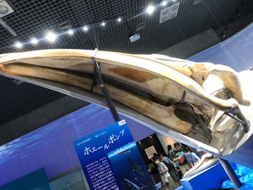 特別展「海　―生命のみなもと―」（国立科学博物館）に投稿された画像（2023/9/18）