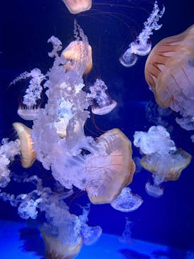 新江ノ島水族館に投稿された画像（2023/9/20）