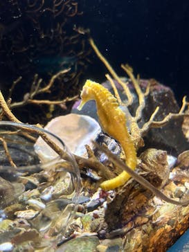 新江ノ島水族館に投稿された画像（2023/9/20）