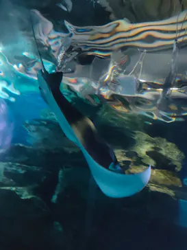 マクセル アクアパーク品川に投稿された画像（2023/9/20）