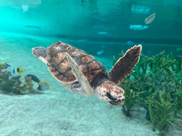 鴨川シーワールドに投稿された画像（2023/9/20）