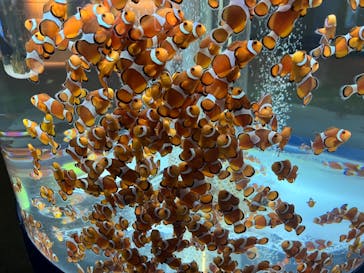 鴨川シーワールドに投稿された画像（2023/9/20）