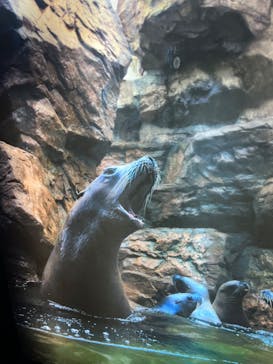 鴨川シーワールドに投稿された画像（2023/9/20）