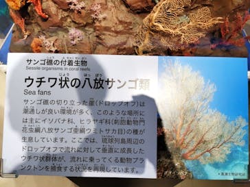 特別展「海　―生命のみなもと―」（国立科学博物館）に投稿された画像（2023/9/20）