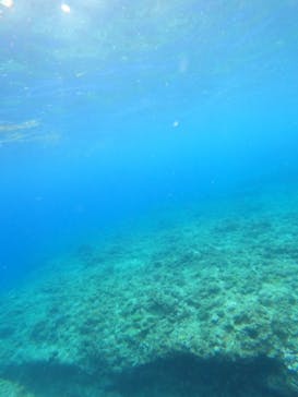 沖縄マリンサービス碧に投稿された画像（2023/9/20）