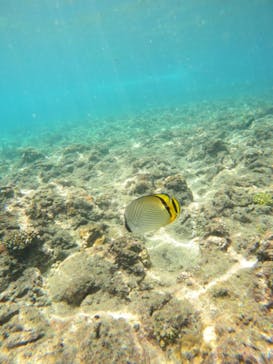 沖縄マリンサービス碧に投稿された画像（2023/9/20）