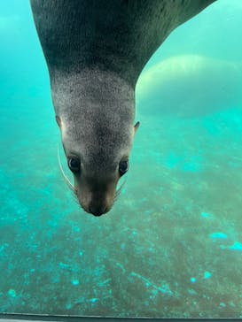 大分マリーンパレス水族館 「うみたまご」に投稿された画像（2023/9/20）